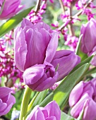 Purple tulips ('Alibi')