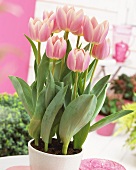 'Apricot Delight' tulips in flowerpot