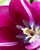 Tulip 'Andre Rieu' (close-up)