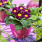 Primulas ('Eclipse Violet with Rim') in pink pots