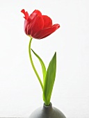 Red tulip in specimen vase