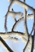 Twigs with frost