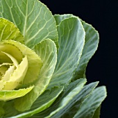 Cabbage (detail)