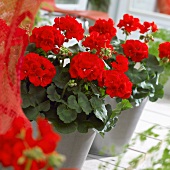 Red pelargoniums in flowerpots