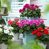 Pelargoniums of different colours on terrace
