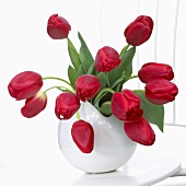 Red tulips ('Hollandia') in vase