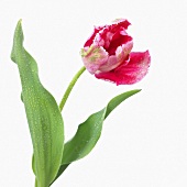 Tulip 'Fantasy' with drops of water