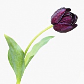 Tulip 'Queen of Night' with drops of water