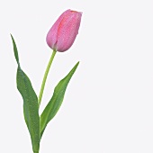 Pink tulip ('Menton') with drops of water