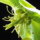 Hellebore flower (close-up)