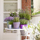 Various culinary herbs in pots on a balcony