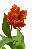 Tulip 'Monarch Parrot'