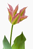 Tulip 'Virichic'