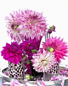 Various types of dahlias in pink