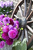 Dahlias and wagon wheel by house wall