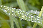 Blade of grass with dewdrops