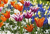 Tulips and other flowers in flower bed