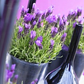 French lavender (Lavandula stoechas 'exp LBC purple')