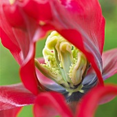 Tulip 'Omnyacc' (close-up)