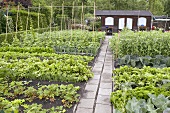 Vegetable garden with wooden summer house