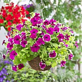 Petunias (Petunia Viva 'Purple Picotee) in hanging basket