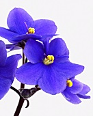African violet (Saintpaulia 'blue')