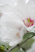 Mallow flower (close-up)