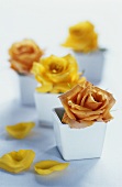 Roses in white pots for use as table decoration