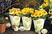Yellow primulas in pots for Easter