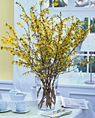 Forsythia in glass vase on table laid for coffee