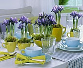 Iris reticulata in cups on laid table