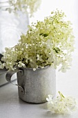 White hydrangea flowers in tin mug