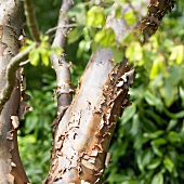 Papermark maple (Acer griseum)