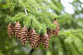 Spruce with cones (Picea)