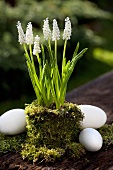Grape hyacinths in moss pot with eggs