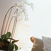 weiße Orchideen und Stehlampe aus Japanpapier