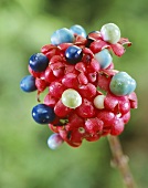 Glory bower fruits (Clerodendrum)