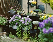 Terrasse mit blühenden Pflanzenkübeln