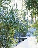 Mit Schnee bedeckter Bambus im Garten
