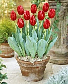 Tulip 'Zorro'