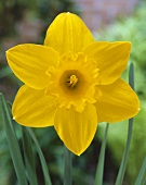 Yellow narcissus 'Saint Keverne'
