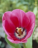 A tulip, variety 'Pretty Pink'