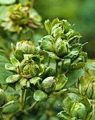Green roses ('Viridiflora')