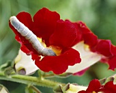 Caterpillar in flower
