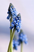 Blue grape hyacinths