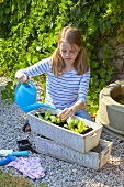 A girl watering lettuce seedlings in a flower box