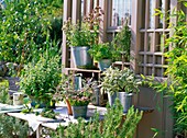 Herbs (sage, rosemary, oregano and mint) on a table in front of a garden shed