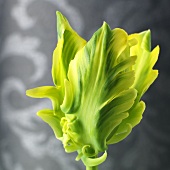 Gelb-grüne Tulpe (Nahaufnahme)