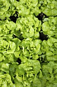 Lettuces in vegetable bed (overhead view)