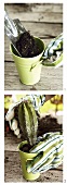 Planting a cactus in a pot